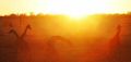 kirahvit_sunset_small.jpg