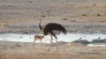 namibia057.jpg