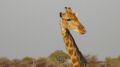 namibia060.jpg